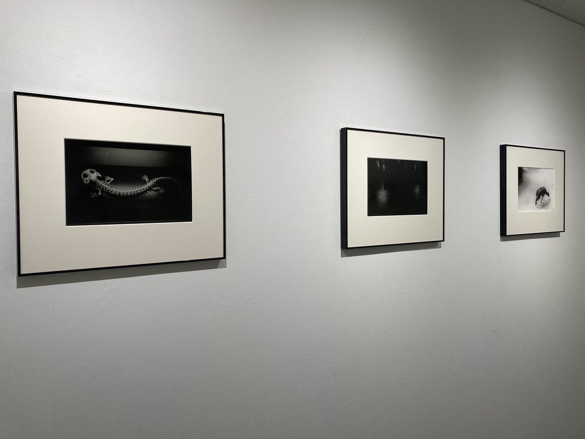 BookPhotoPRESS's tweet image. 石倉麻夕展
「Chronostasis[クロノスタシス]」

7/5(土)まで開催中。
写し出された動物たちを通して時間について考えさせられる作品。暗室に入っていて時間がわからなくなる感覚がふとよみがえってきました。

🔸IG Photo Gallery（ 東京・東銀座）
igpg.jp/exhibition/ish…