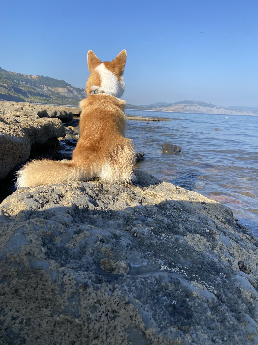 antonia maxwell ⚡️⚡️⚡️ (@antonia_books) on Twitter photo Five days. Five posts. Day 5/5. It’s a wrap (phew!) #TerraElectrica is one year old today! In lieu of a glam summer party, I’m sunning it on the Jurassic coast - strong Terra energy⚡️💥 To find out more, see this week’s posts and find me at antoniamaxwell.com <a href="/NeemTreePress/">Neem Tree Press</a> Five days. Five posts. Day 5/5. It’s a wrap (phew!) #TerraElectrica is one year old today! In lieu of a glam summer party, I’m sunning it on the Jurassic coast - strong Terra energy⚡️💥 To find out more, see this week’s posts and find me at antoniamaxwell.com <a href="/NeemTreePress/">Neem Tree Press</a>