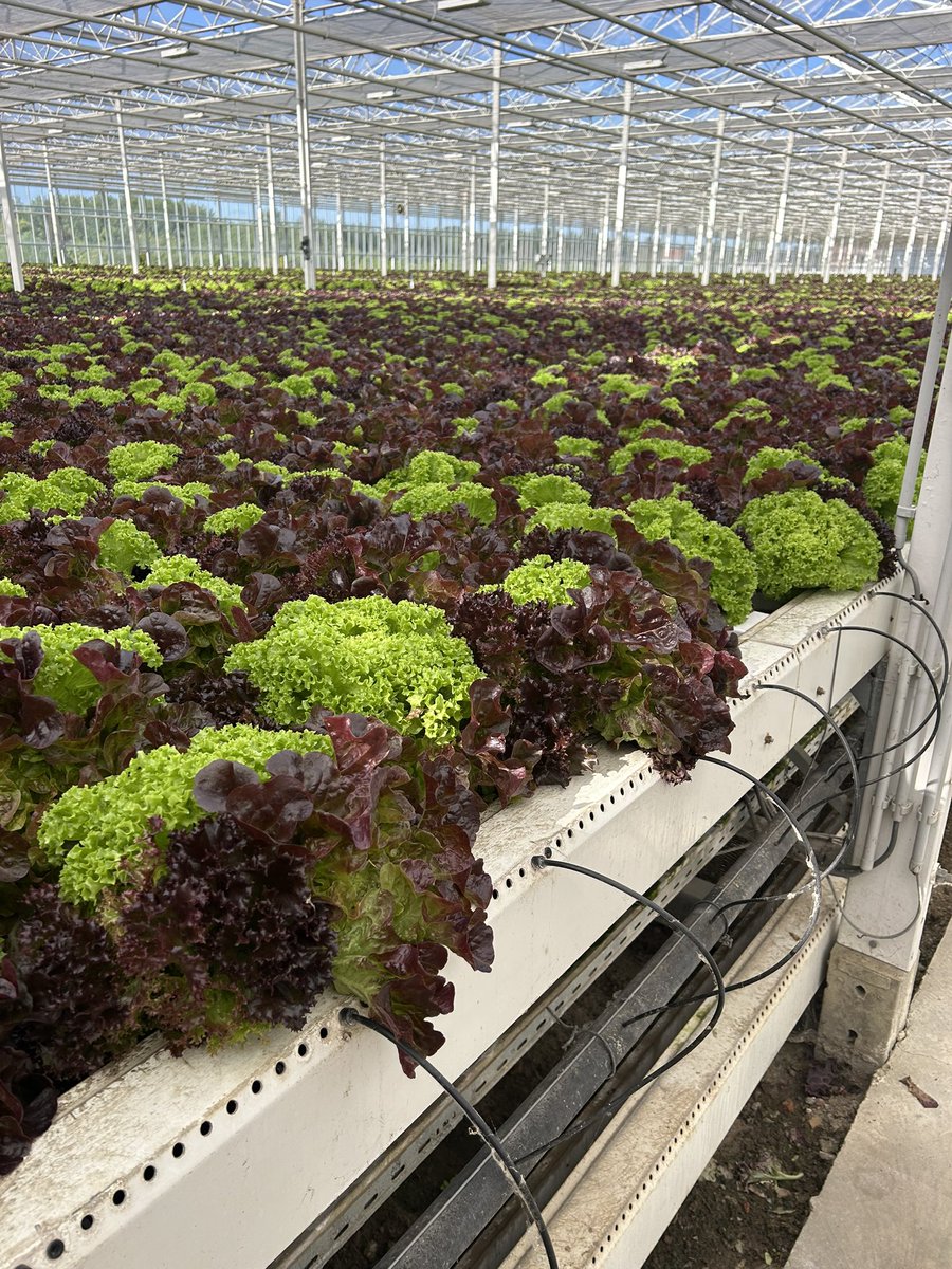 fatihpakdamar's tweet image. Gezi notları yolda… 🙋‍♂️
#nft #dwc #hydroponics #hidroponik #greens @zaydogan75