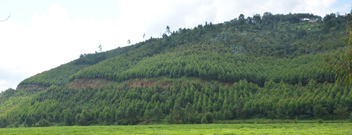 JebraDaily's tweet image. Eucalyptus trees do more than grow fast. 
They fight climate change by storing CO2, protecting soil from erosion, purifying the air, and offering shelter to wildlife.
Nature’s silent workers, making the world greener.
#EucalyptusBenefits #NatureBasedSolutions