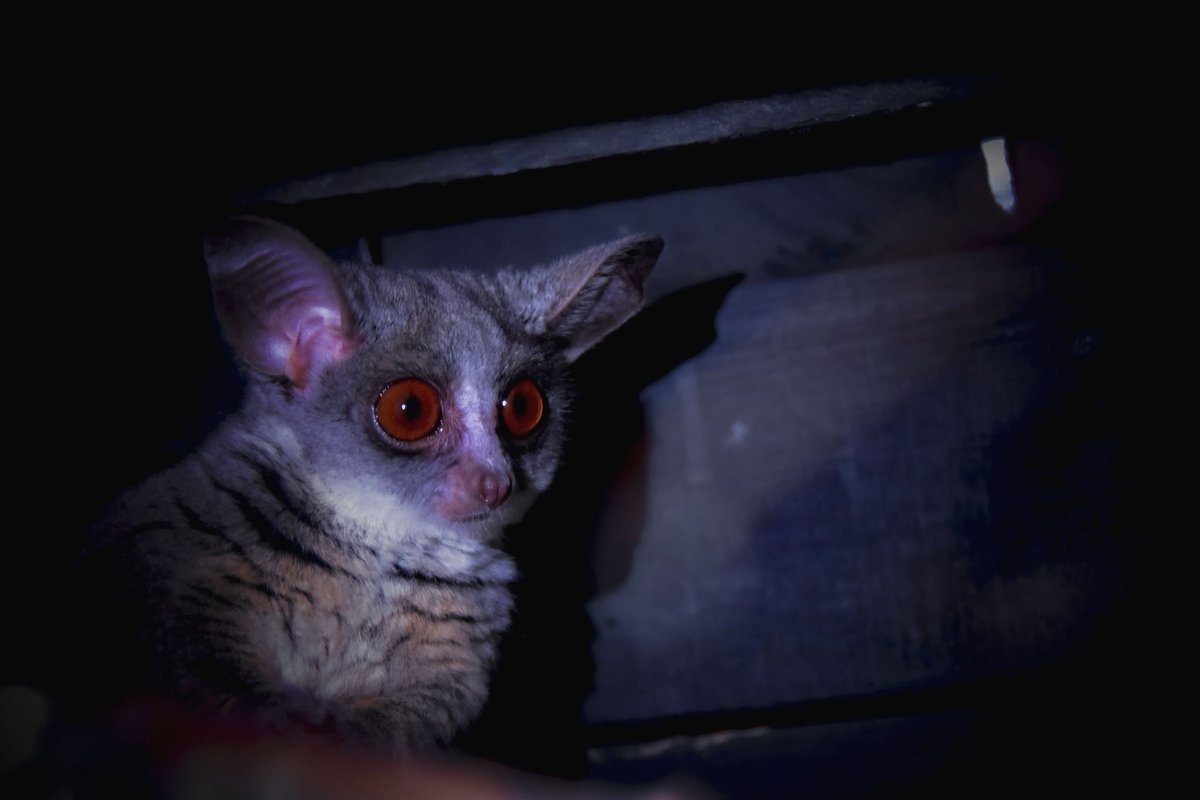 👀✨ Fun Fact Friday!
This big-eyed cutie is a Bush Baby (Galago)!

🦴 They can leap huge distances, rotate their heads like owls, and their cries sound just like a baby 👶
🌙 Those eyes? Perfect for night vision!

#ExoticZoo #FunFactFriday #BushBaby #NocturnalAnimals #ZooLife