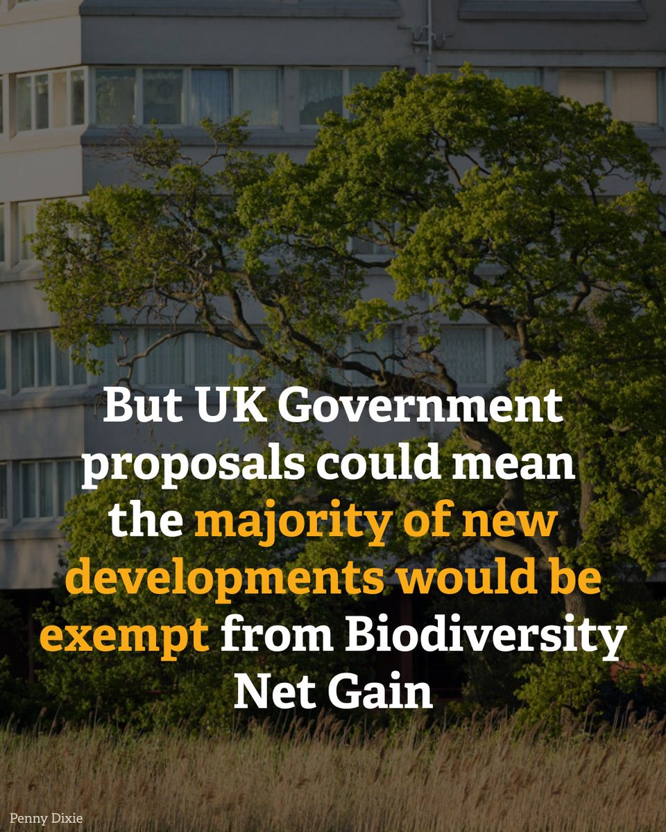 KentWildlife's tweet photo. ❌ We’ve had enough of broken promises. Now the Govt wants to weaken Biodiversity Net Gain rules - threatening habitats across England. ❌

🛑 We must stop this.
✍️ Speak up for nature 👇
🔗https://t.co/yYMJzqPmvk

#DefendNature #BNG #WilderKent https://t.co/4maUACCJlh