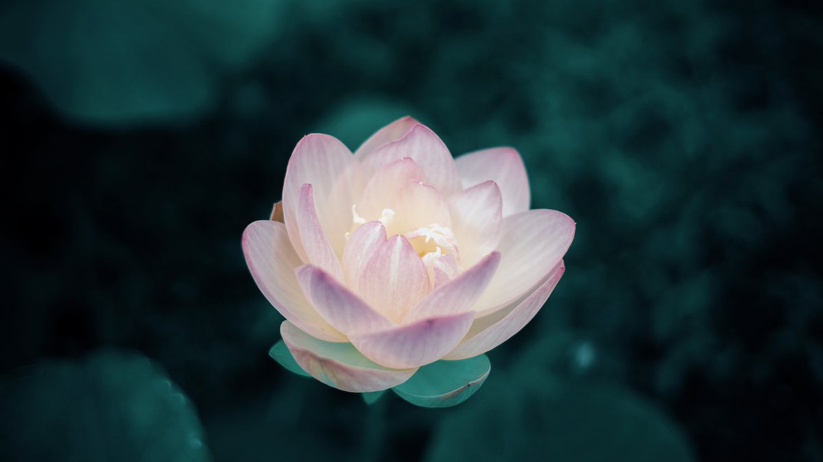 noco｜花の写真家 tweet media