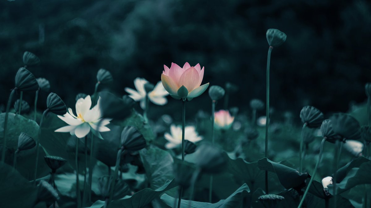 noco｜花の写真家 tweet media