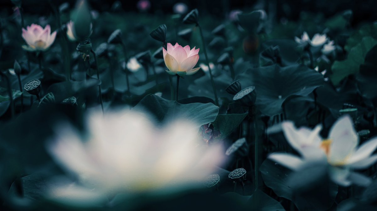 noco｜花の写真家 tweet media