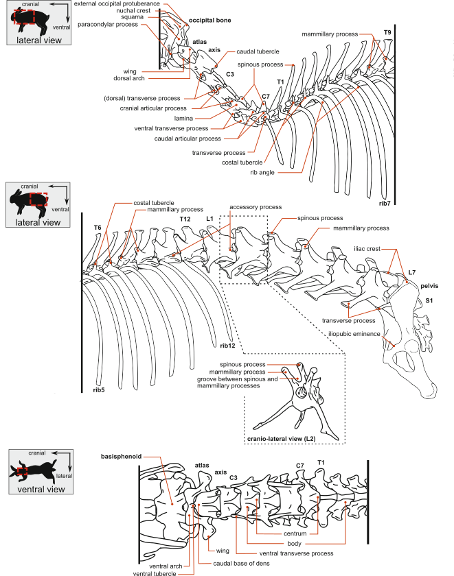 WorldLagomorph's tweet image. A new study mapped the vertebral muscles of wild European rabbits and hares, revealing subtle asymmetries between the pair of species and key differences from other model mammals. These findings call for updates to current anatomical terminology.
doi.org/10.1002/ar.700…