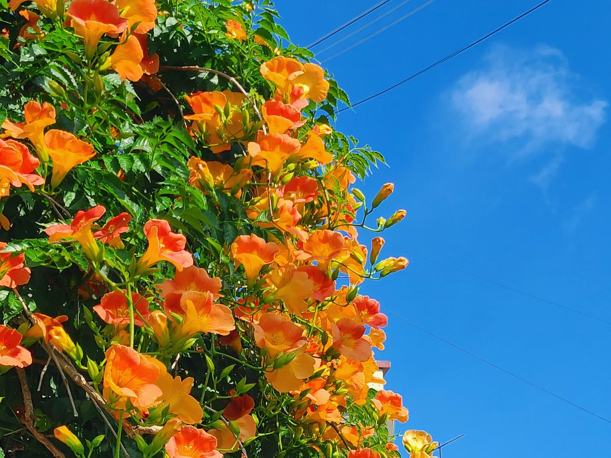 아무리 더워도 여름이 싫어지지 않는건 역시 능소화가 있기 때문이야