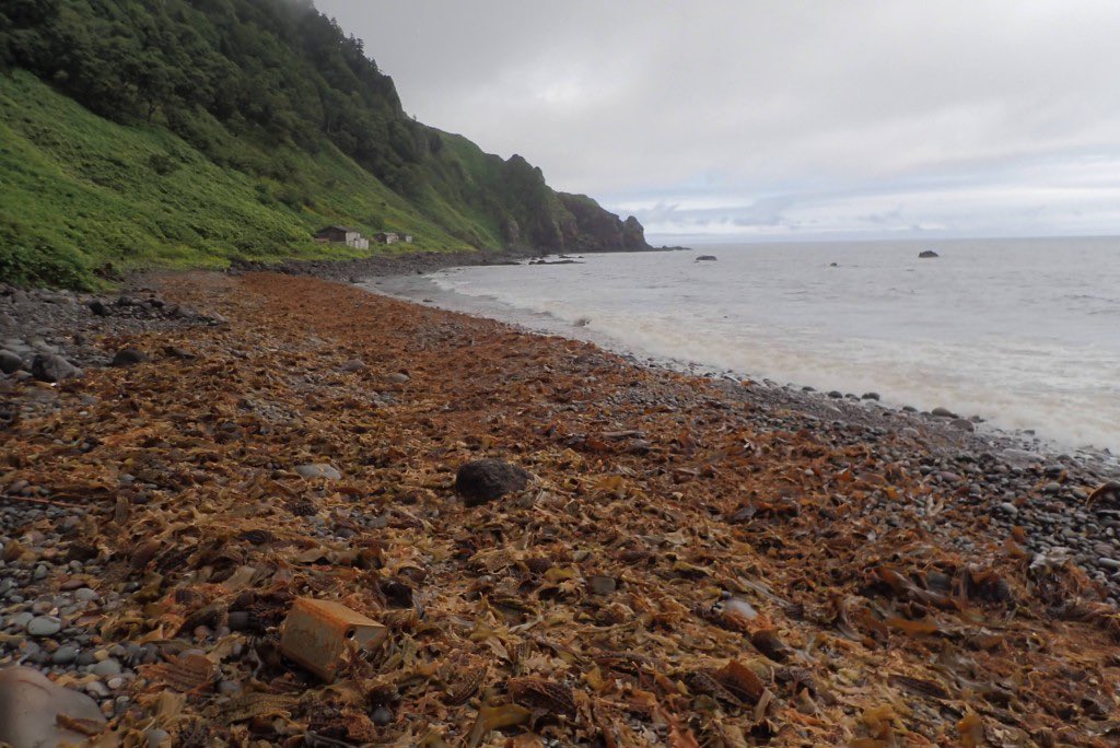 知床番屋行ってみたい。

二十八番屋は
オホーツク海側にある設定だが
ここはトドワラ側。

夏にチャーター船で海上から行くしか術がない。花畑もあるけど。

やはり無理ですな。
上陸許可おりないし。

遂につきとめたのに
行けないとはこれ如何に

#オホーツクに消ゆ