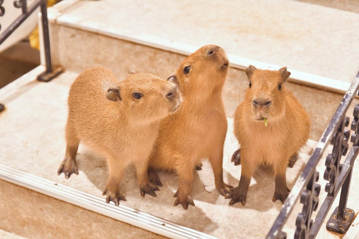 カピバラページ 七絵♡ʕ•ᴥ•ʔ🐼 on X