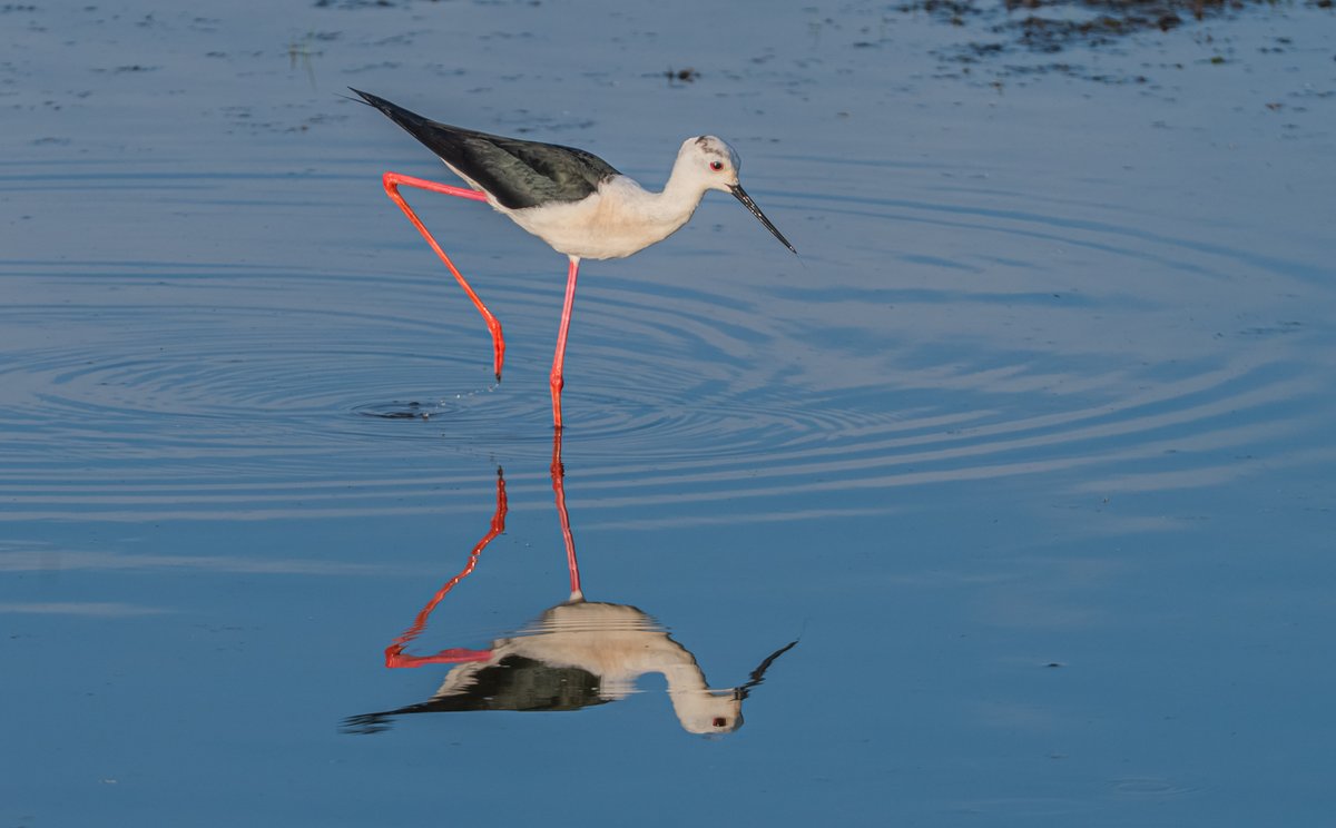 Mirror, mirror on the wall, do I see two Black-winged Stilts, or just one having a ball? Nice shot made by Stefan Nimmegeers in La Brenne in France (find area description here: birdingplaces.eu/birdingplaces/…). 
Please share your bird-mirror shots below.