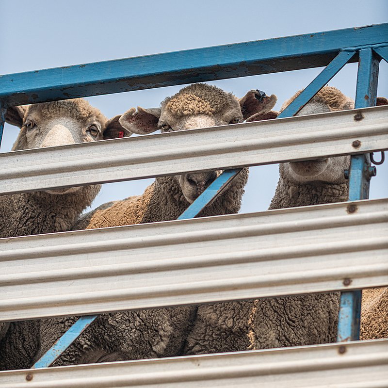 AnimalLawEurope's tweet image. 🥵Suffering this week? Imagine the animals packed into trucks on long, hot journeys.
🇧🇪 Flanders has banned summer exports by road to hot non-EU countries—a small but meaningful step.
💪Let’s hope others follow.
🔗 More → tinyurl.com/2a2z7tb4
#AnimalWelfare #StopTheTrucks