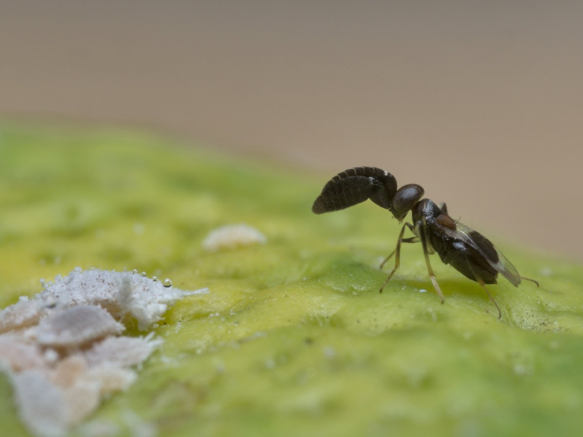 #foto_sociosSEEA ganadora del mes de JULIO en el Concurso SEEA 2025 Dulce tentación. *Cryptanusia comperei* en una colonia de pseudocóccidos. Jesica  Pérez Rodríguez