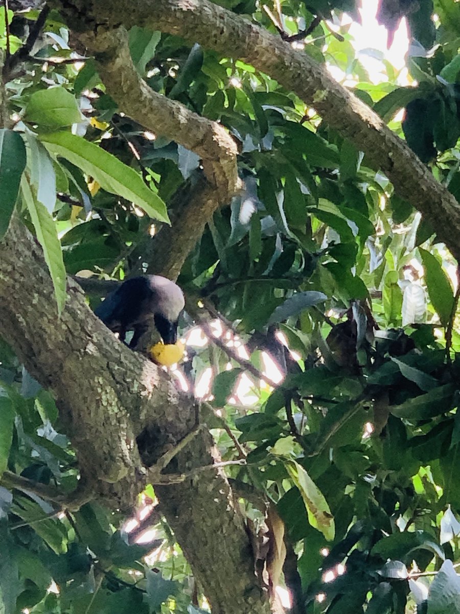 Dr Amar Kumar Pandey IPS( Rtd) tweet media