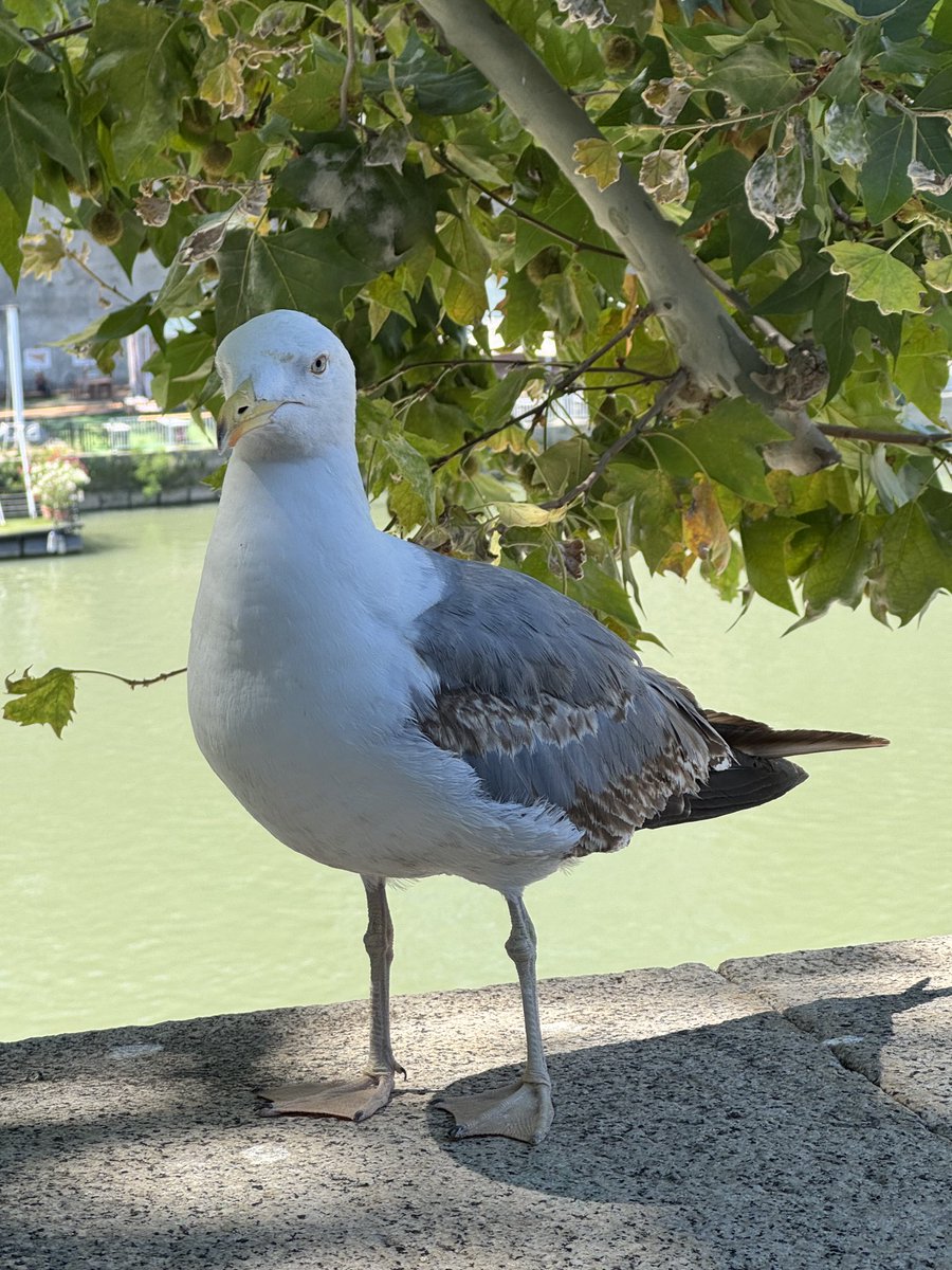 JulioMTNeuro's tweet image. Gaviota italiana posing. Even these birds have style here :) magnifico
