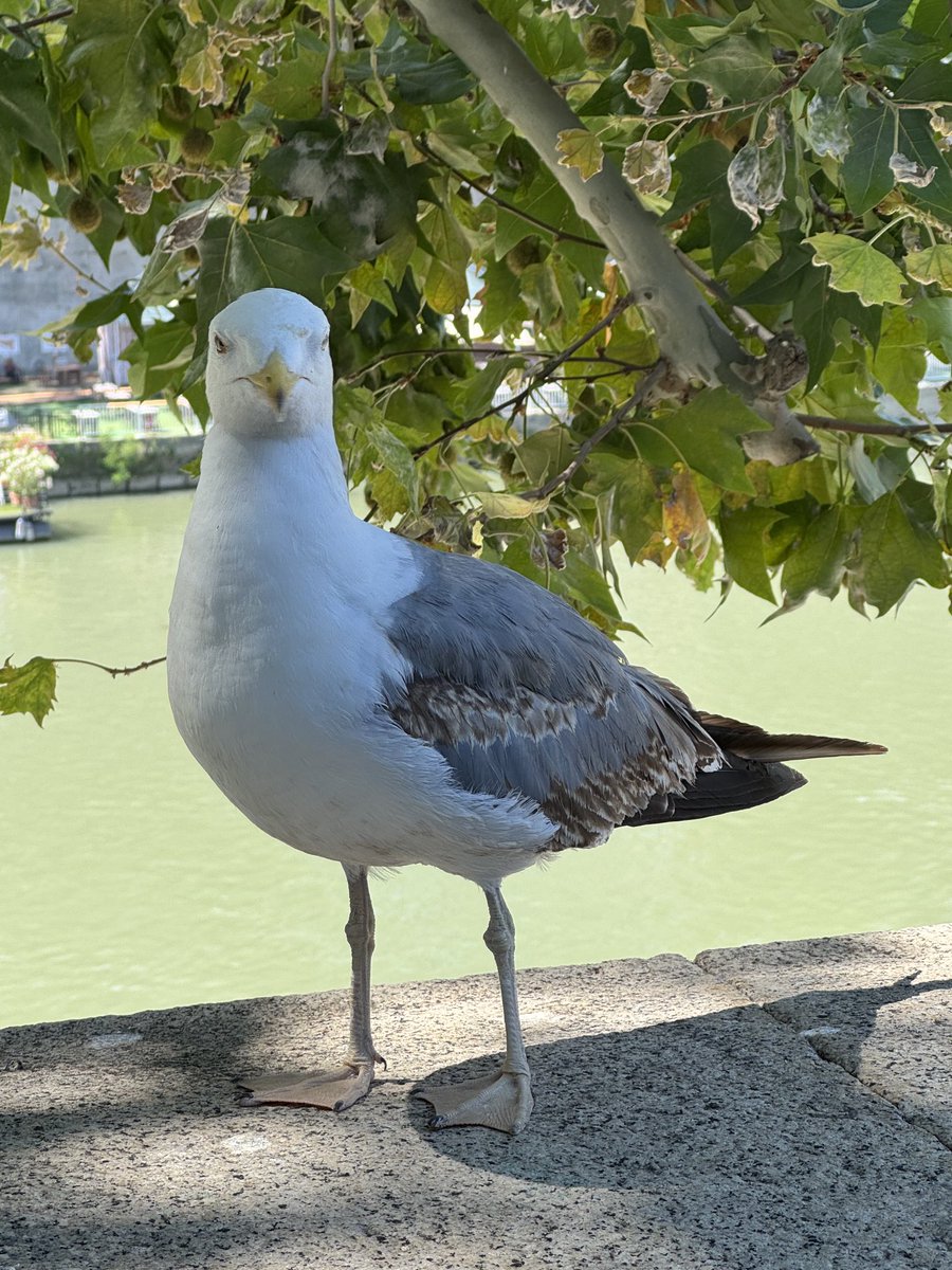 JulioMTNeuro's tweet image. Gaviota italiana posing. Even these birds have style here :) magnifico
