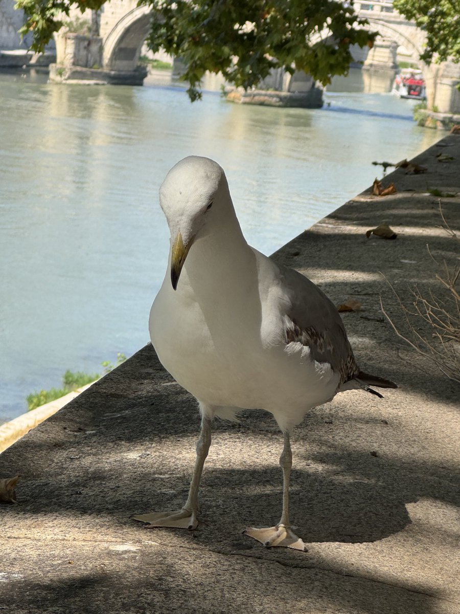 JulioMTNeuro's tweet image. Gaviota italiana posing. Even these birds have style here :) magnifico
