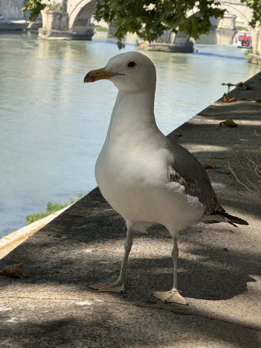 JulioMTNeuro's tweet image. Gaviota italiana posing. Even these birds have style here :) magnifico