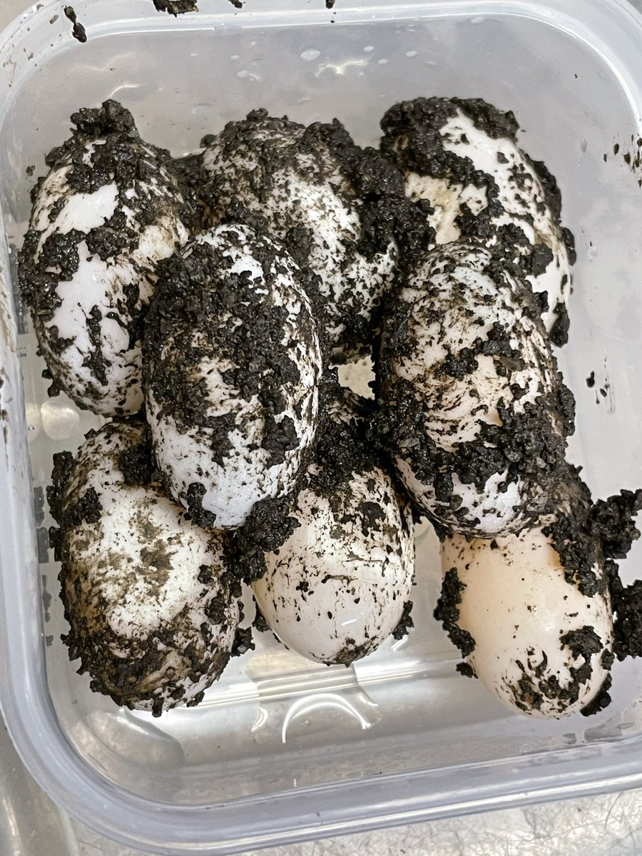 イシガメ卵回収。
外の産卵床は屋内と違って土が固まってるので掘りづらい。。。
綺麗に埋め戻してあったからどこに産んだかわからず、最後に掘ったところで発見😇