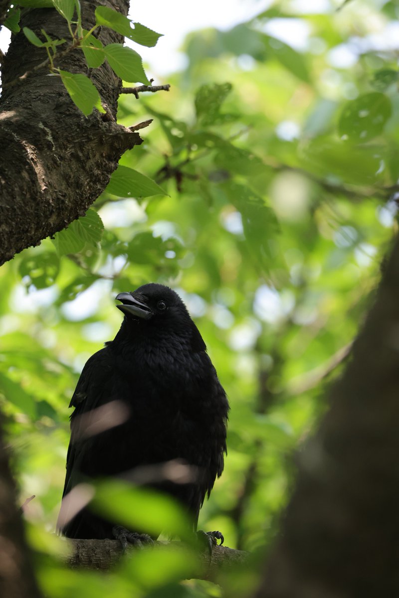 あとぅいあとぅいなとぅ