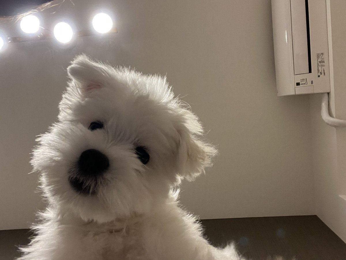 _kinarinari's tweet image. 上から犬に覗かれたい人向け