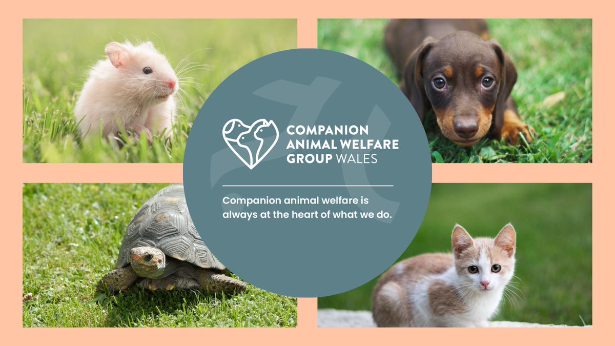 Companion Animal Welfare Group Wales (@cawgwales) on Twitter photo 🐾This week at the Senedd, <a href="/CThomasMS/">Carolyn Thomas MS / AS</a> asked whether the Welsh Gov would consider making pet theft a specific offence. 🐱🐶
🏛️<a href="/PrifWeinidog/">Eluned Morgan</a> : “Stealing a pet isn’t just theft, it’s an attack on what families hold dear.” 🐾This week at the Senedd, <a href="/CThomasMS/">Carolyn Thomas MS / AS</a> asked whether the Welsh Gov would consider making pet theft a specific offence. 🐱🐶
🏛️<a href="/PrifWeinidog/">Eluned Morgan</a> : “Stealing a pet isn’t just theft, it’s an attack on what families hold dear.”