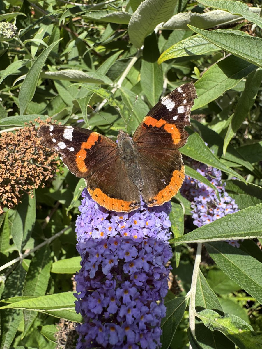 _MikeMcCartney_'s tweet image. Spotted yestas during my walk on the Wirral Way..oops!..the King Charles Third Coastal Walk!