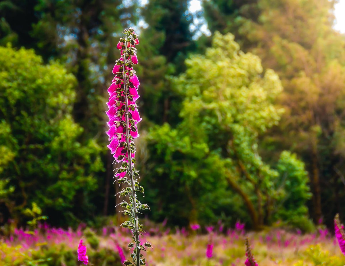 GM, everyone. Happy Friday!