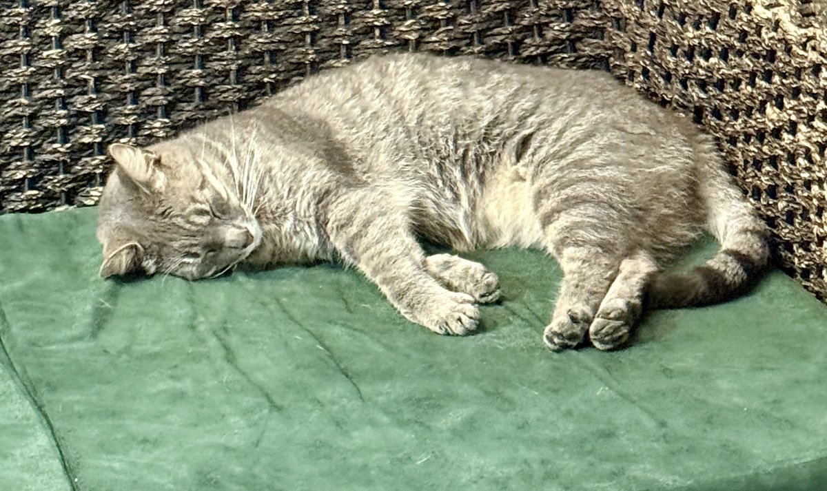 More #Cats I met in Ecuador!