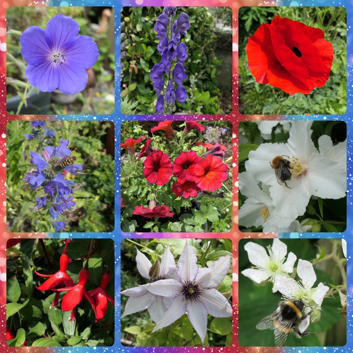 bumblebuddeez's tweet image. Happy #IndependenceDay to all our American friends from our garden #FlowersOnFriday 🇺🇸🌿❤️🐝🌺💙🐞🐛🤍🦋🇺🇸