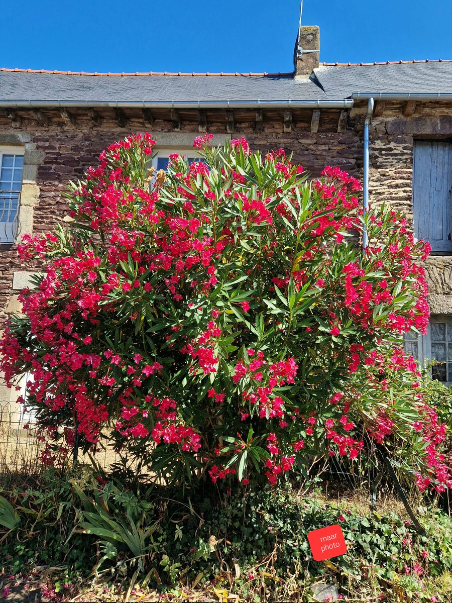 becel_maryvonne's tweet photo. Le ciel bleu de Concoret avec son laurier rose devant une maison du patrimoine.
Je vais faire un poème sur ALGER je pense faire plusieurs illustrations avec les lauriers roses
et des œuvres d'art libre de droits.
#concoret #patrimoine #fleurs #laurierrose #morbihan #fotos https://t.co/D0L2GGD1cg