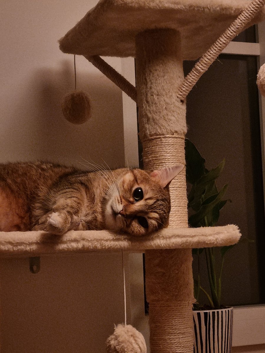 Marianne 🇰🇭🇫🇷 tweet media