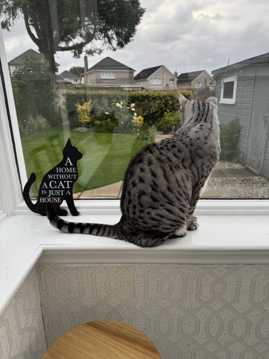 #HedgewatchforLenny

Aww……. Lenny been gone so long 😿
We keep lookin but now fink he gone OTRB 🌈
His frens will always remember their lovely Wee Boy 😿🧡
#Hedgewatch