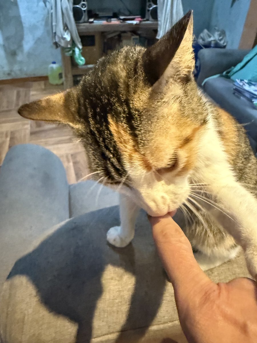 And even more #cats from #Ecuador. There were a couple I didn’t get pics of