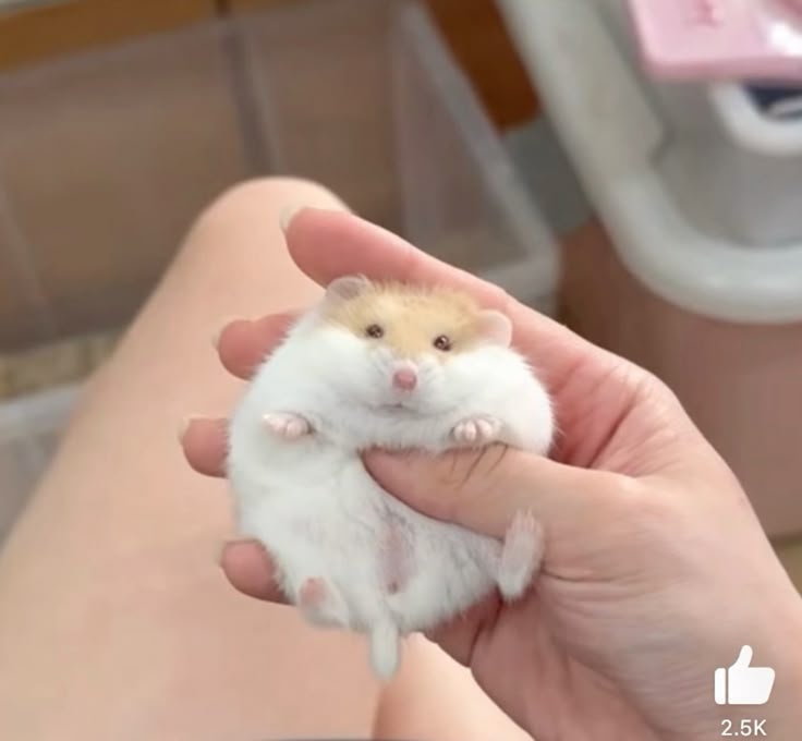 Tweets Of Hamster (@tweetsofhamster) on Twitter photo 