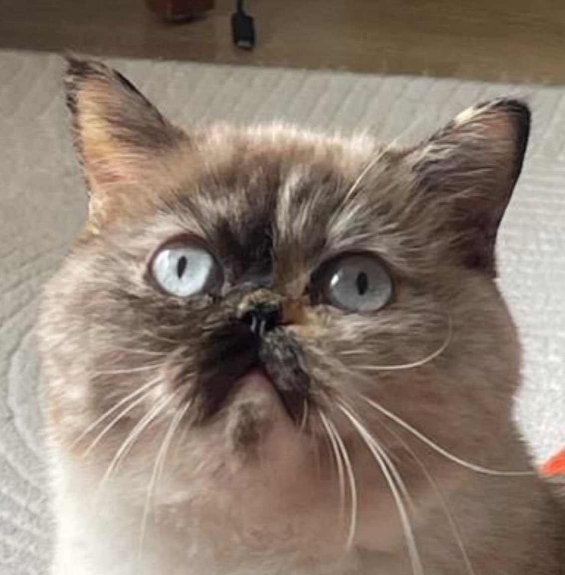 Alerjiniz yoksa evinize gelip beyle bakmak isterim size. Var mı yoksa yok?