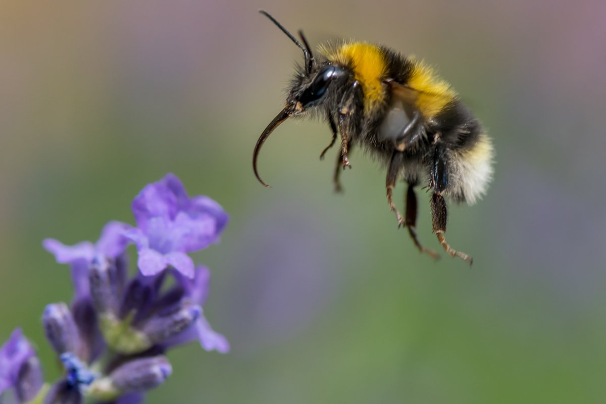 Find out more about the wonderful world of insects, &amp; how to make your garden more insect-friendly. Saturday 5 July, 2pm, Amelia Scott Theatre, Tunbridge Wells, tickets a snip at £5!
theamelia.co.uk/whats-on/dave-…