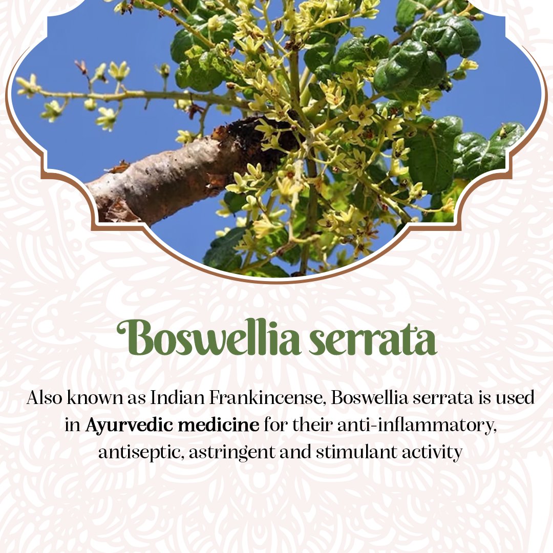 Nature’s Healer

Boswellia serrata, or Indian frankincense, grows in dry Indian forests and supports Ayurvedic healing practices.

#India #IncredibleIndia #IndianEmbassy #IndianEmbassyAbuDhabi #IndiainUAE #Ayurveda