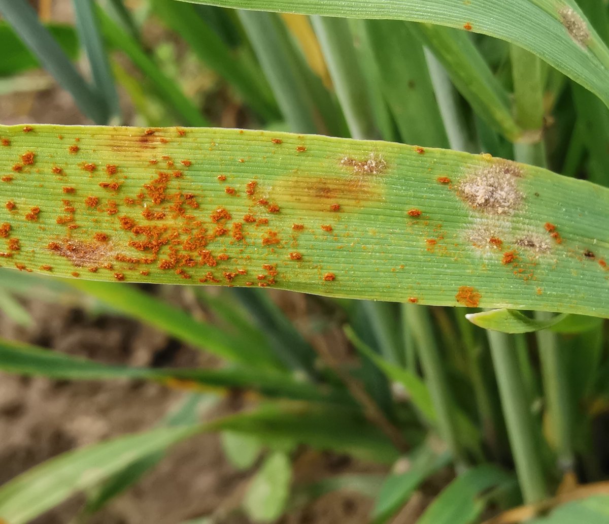 CzemborH's tweet photo. ➡️Barley #diseasecomplex
🧩🧬🌾🔬👨🎓💻💚📈📲💚👨🌾🍞📈
Nice picture by RT: @funny_deva
➡️"#Rust and #powderymildew are neighbors."
#pathogen #barley #urediospores #pustules #conidia #plantpathology #phytopathology #plantbreeding
#resistance #virulence #biodiversity #epidemiology https://t.co/gLI2oBvVpg