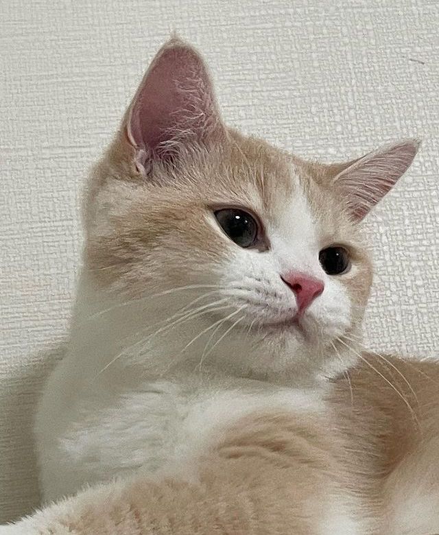 cutest cats (@cutestscats) on Twitter photo 