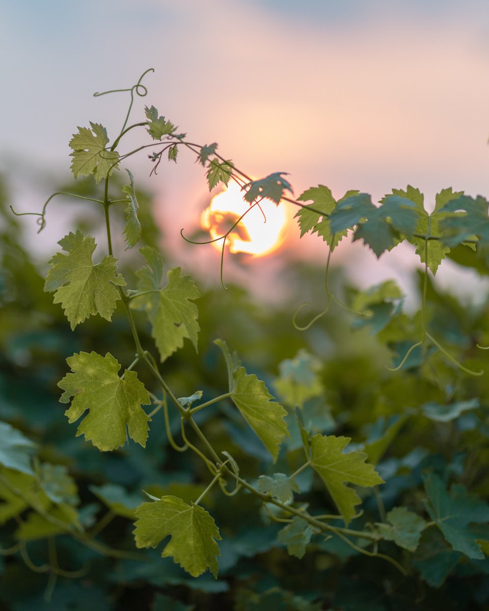 Pour accompagner votre été, nos Pessac-Léognan sauront satisfaire toutes vos envies 📷
Château de France Rouge ou Blanc - Château Coquillas Rouge ou Blanc - Le Bec en Sabot Rouge - NOUVEAU · COQ'ORICO By Coquillas Rouge : 2022
Rendez-vous sur notre site 📷 chateau-de-france.com/boutique-vins-…