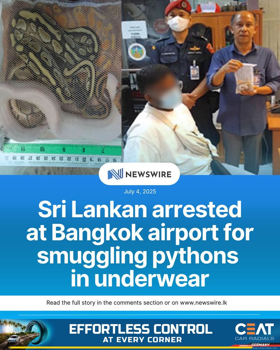 NewsWireLK's tweet photo. A Sri Lankan man was apprehended at Bangkok Suvarnabhumi airport for attempting to smuggle wildlife out of the country after three ball pythons were found hidden in his underwear. 

D: https://t.co/340uFncpjO https://t.co/hGtscrvhgf