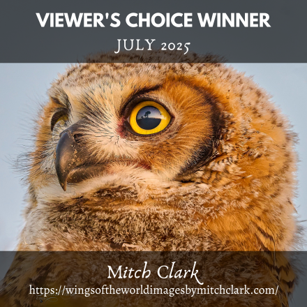 July 2025 Viewer's Choice Winner: Mitch Clark
Congratulations! See more of his work at wingsoftheworldimagesbymitchclark.com

We run a new contest every month! woobox.com/vxs66n

#AOM #ArtistoftheMonthWinner #ArtistoftheMonth #ArtContest #theartlist