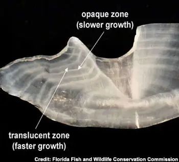 🐟 Friday's Fun Fish Fact! 🐟

How do you tell a fish’s age? Count the rings—just like trees! 🎄

Scientists use growth rings on fish scales or ear bones (otoliths). Summer rings = wide &amp; bright, winter rings = thin &amp; faint. Each pair = one year! 

#FishFactFriday #MarineScience