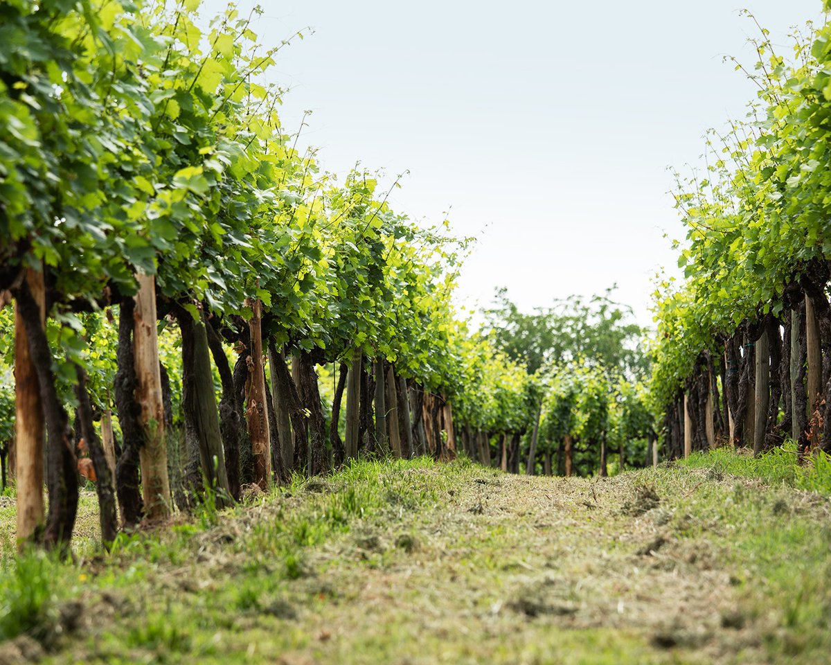 Attems_wines's tweet photo. From the roots to the leaves, everything contributes to the birth of Attems wines.
That’s why we treat every vine like our most precious treasure.

#Attems #AttemsWines #Friuli #wine #winelovers #instawine #winetime #ilbuonodelfriuli https://t.co/h3lsTu3qPe