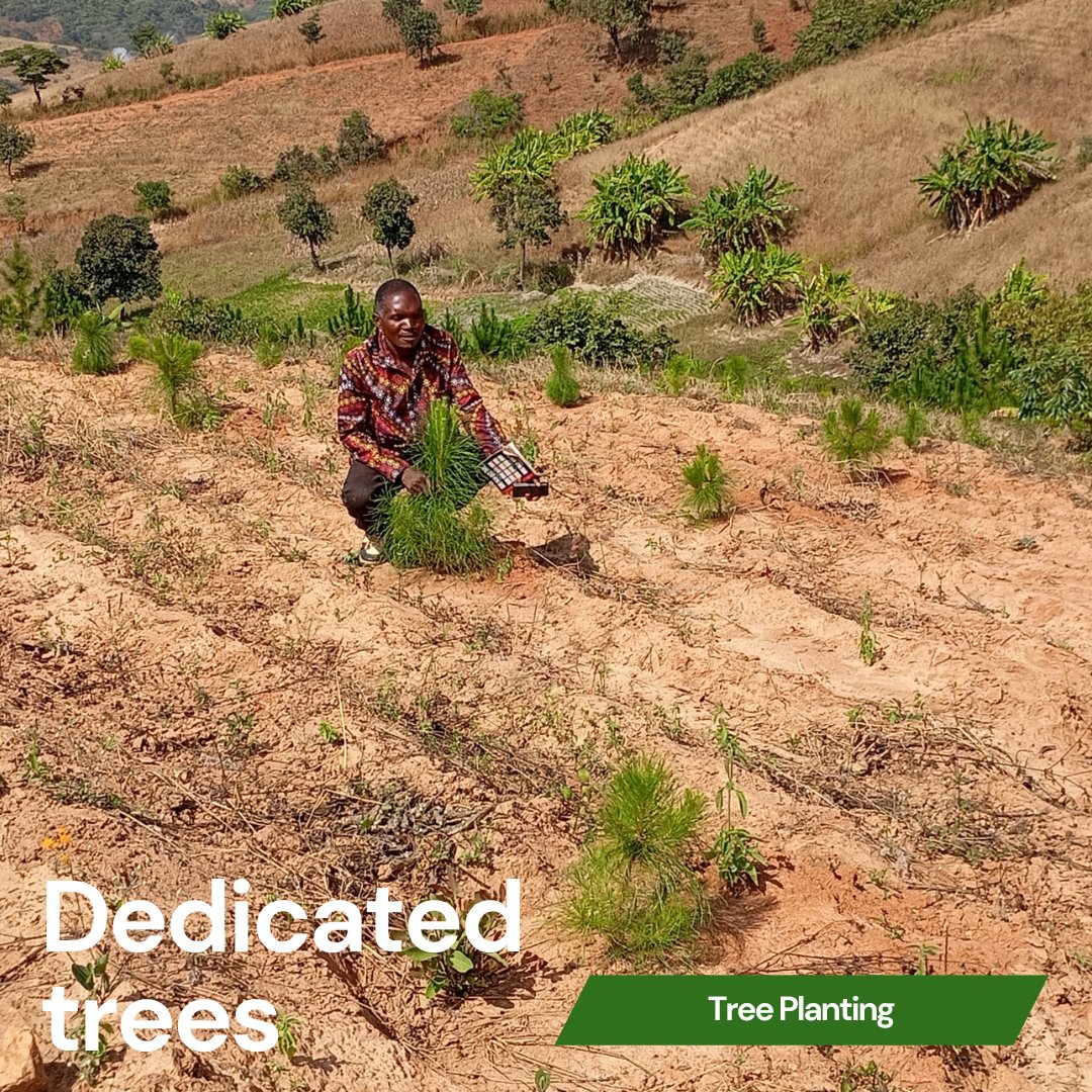 Do you remember Mr. Dedicated who we introduced last October? He raised 5,000 tree seedlings which he planted in December. Our team visited him and the seedlings are growing well. Samson said, "We are heading for a global #climate rescue. The future looks green!"

#Malawi #Africa