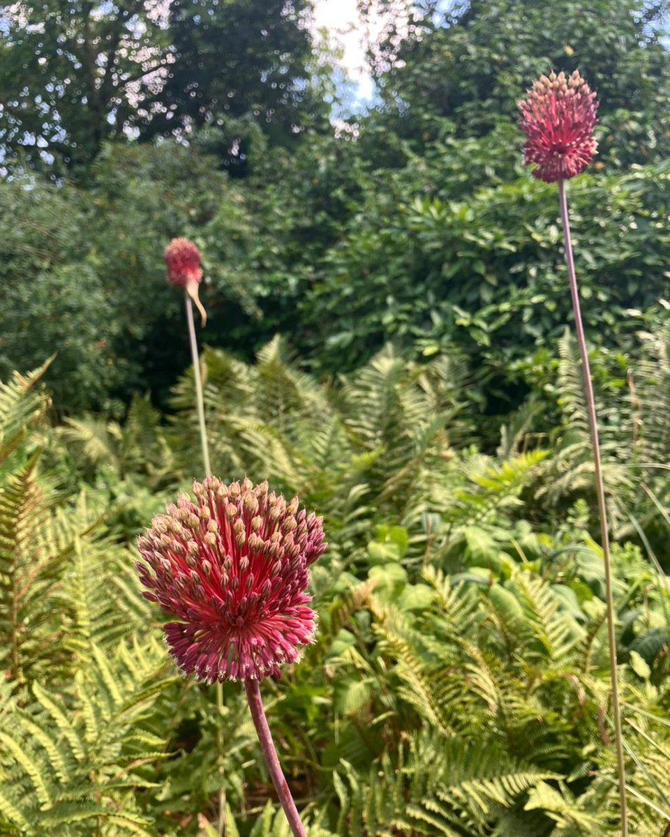Meet Allium 'Red Mohican' – the bold and beautiful bloom turning heads this  season! With its deep burgundy-red flowers topped with a quirky mohawk  tuft, this striking allium adds drama and height, image size:960x1200