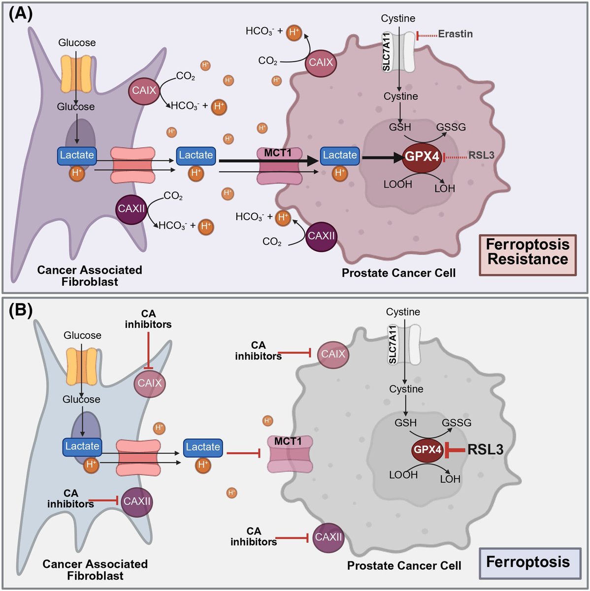 MolOncology's tweet image. 🧪 Targeting carbonic anhydrase IX/XII prevents the anti-ferroptotic effect of stromal lactic acid in prostate carcinoma
👉 buff.ly/3vJliyq
🥼 @ElisaPardella @UNI_FIRENZE
#Ferroptosis #LacticAcid #ProstateCancer #CAFs #CarbonicAnhydrase