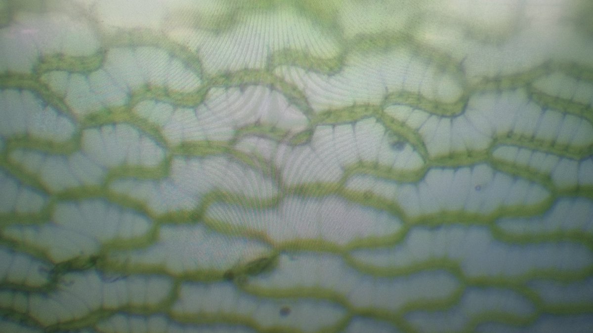 Ben Dewhurst (@dewhurst_ben) on Twitter photo First up...
A guessing game. Which plant is this? First up...
A guessing game. Which plant is this?