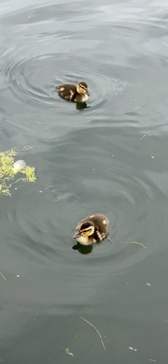 Kettering Wildlife corner tweet media