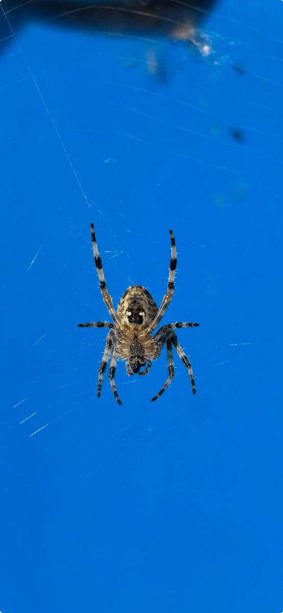 Kettering Wildlife corner tweet media